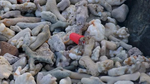 Hermit crab using plastic pollution debris for protective lightweight shell Vídeo Stock 304508666