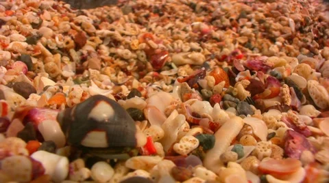 Hermit Crab Wake Up-Epic 2 Stock Footage 1005946