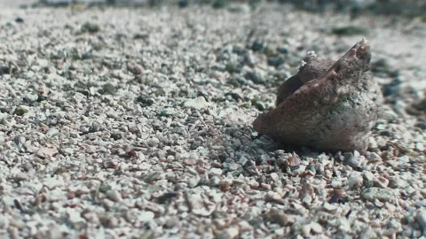Hermit Crab waking up and leaving 4k Stock-Footage 156004928
