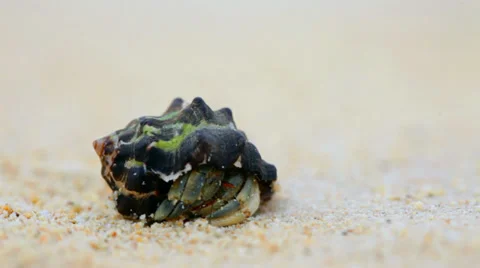 Hermit crab walk on a beach Stock Footage 39017703