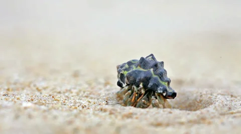 Hermit crab walk on a beach 库存影片 39017730