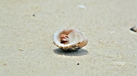 Hermit crab walk on a beach Stock Footage 39018251