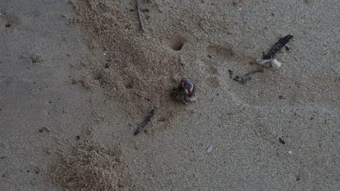 Hermit crab walking across sandy beach Stock Footage 340641699
