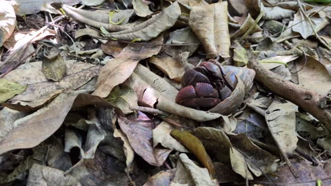 A hermit crab walking among dead leaves Stock Footage 309381237