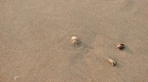 Hermit crab walking and crawling on sandy beach Stock Footage 50376145