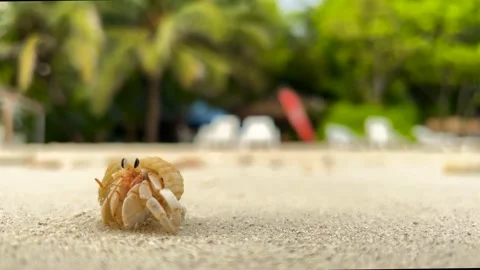 Hermit crab walking away from the camera in Maldives 動画素材 174182462