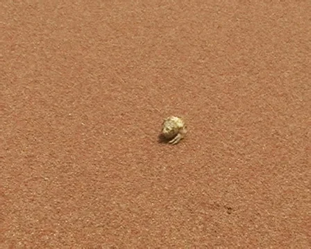 Hermit crab walking on the beach Video stock 976073