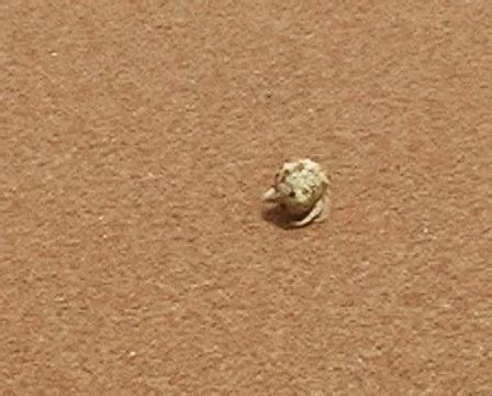 Hermit crab walking on the beach Stock Footage 7132793