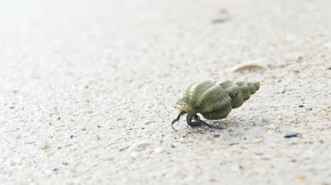 Hermit crab walking on beach Stock Footage 49764717