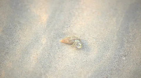 Hermit crab walking on beach Stock Footage 60061812