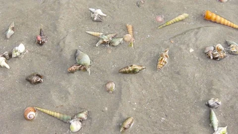 Hermit crab walking on beach Stock Footage 231013370