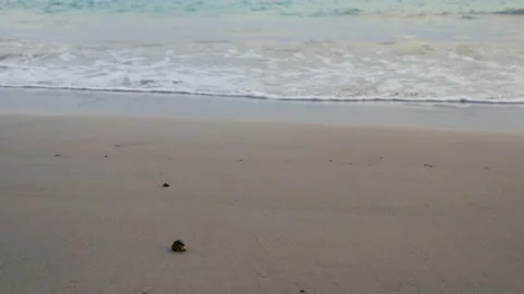 Hermit crab walking on the beach Vídeos de archivo 238761670