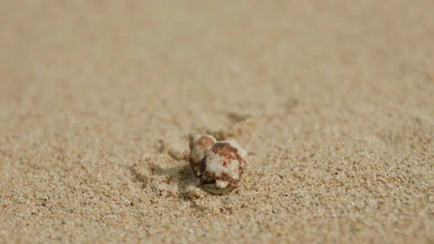 Hermit crab walking on the beach Stock Footage 246585629