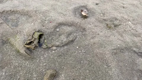 Hermit crab walking on the beach Video stock 286854598