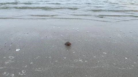 Hermit crab walking coastline of a beach Stock Footage 340406883