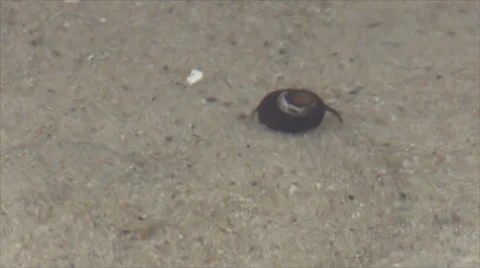 Hermit Crab Walking Stock Footage 34958694