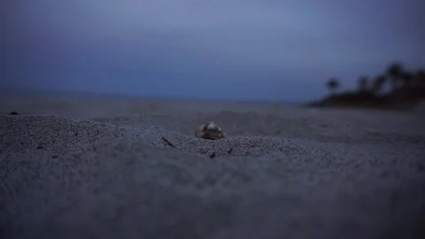 Hermit Crab walking into frame Stock Footage 91144163
