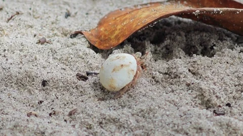 Hermit crab walking to hide under the leaf. Stock Footage 304575486