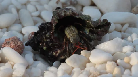 Hermit crab walking on marble beach, Pagurus bernhardus Video stock 30675713