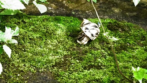 Hermit crab walking on moss Stock Footage 305189102