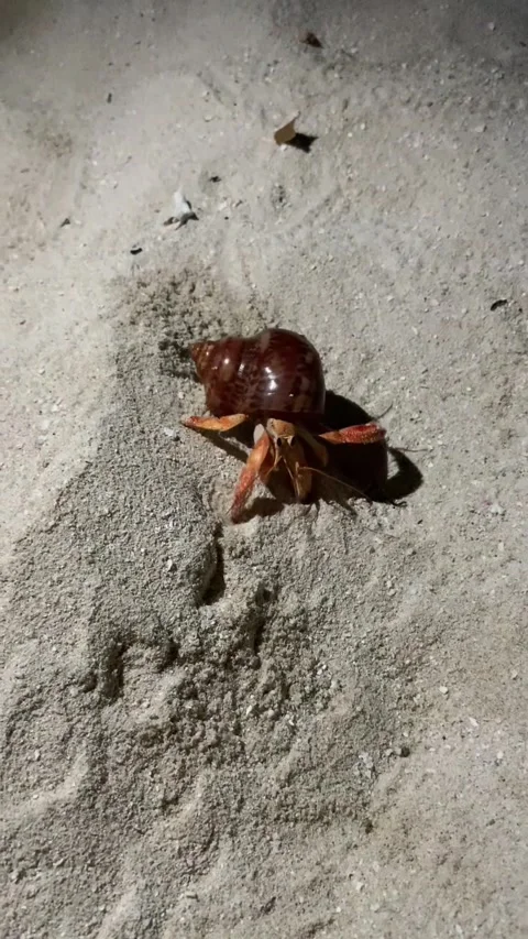 Hermit crab walking on sand beach at night Maldives macro HD vertical Vídeo Stock 342342391