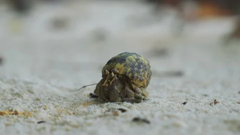 Hermit Crab walking on the sand Stock Footage 232907190