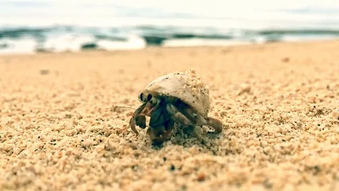Hermit crab walking on a sandy beach closeup Stock-Footage 124571244