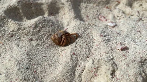Hermit crab walking on a sandy beach, closeup. Video stock 168262894
