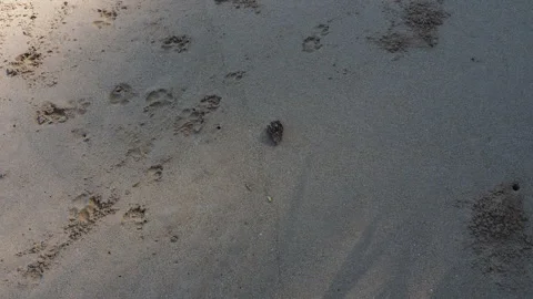 Hermit crab walking on sandy beach Stock Footage 340641674