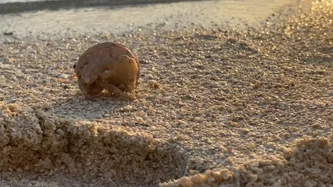 Hermit crab walking on sandy beach at golden hour sunset Maldives Vidéo 344699639