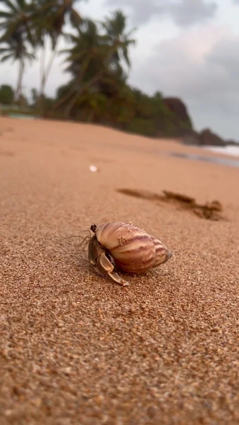 Hermit crab walking on sandy tropical beach with palm trees Video stock 343823117