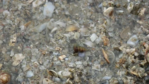 Hermit crab walking walking on the gray sand under the sea Stock Footage 161216142