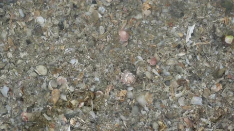Hermit crab walking walking on the gray sand under the sea Stock Footage 161216280