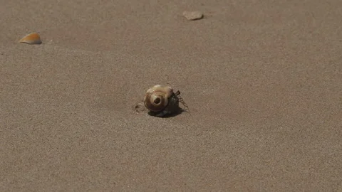 Hermit crab walking on wet sand beach Stock Footage 340642699