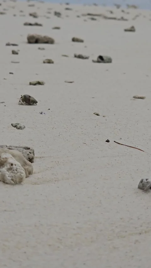Hermit crab walking on white sandy beach with coral rocks Stock Footage 316575105