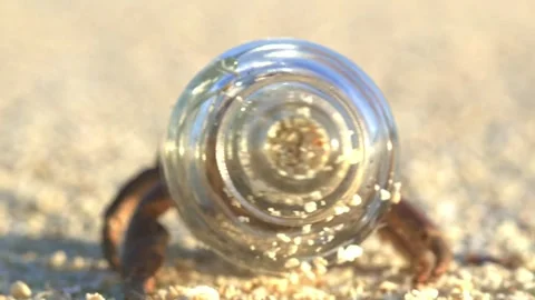 Hermit Crab Walks Along Beach Sand, Glass Bottle Shell, Rear View Stock Footage 344310559
