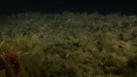 Hermit crab walks from behind at the seabed, Argentario, Mediterranean sea,Italy Stock Footage 108802179
