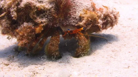 Hermit crab walks on sand Stock Footage 1068102