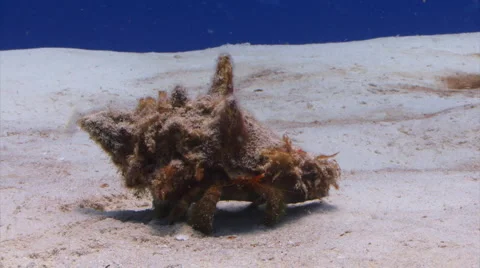 Hermit crab walks SR 2 Stock Footage 1065152