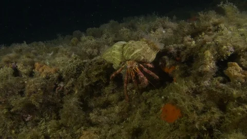Hermit crab walks towards camera at the seabed, Argentario, Mediterranean, Italy Stock Footage 108802338