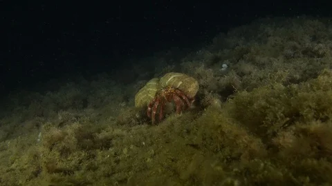 Hermit crab walks towards camera at the seabed,Argentario,Mediterranean,Italy Stock Footage 108907828