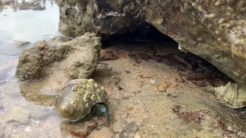 The hermit crab was walking back to safety Stock Footage 214707392