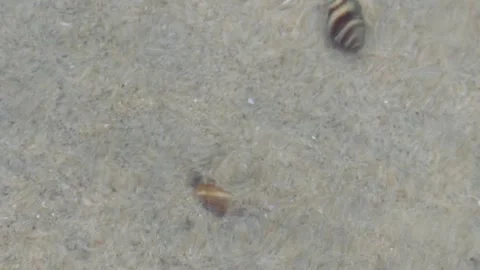 Hermit Crab Washed by Low Tide and Digging into Sand to Hide Stock Footage 309072503