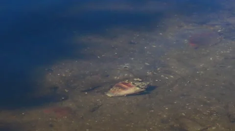 Hermit Crab in Water Stock Footage 52289804