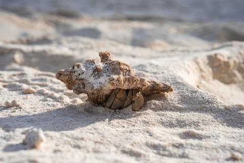 Hermit crab in weathered conch shell on Maldives shore at noon Fotos Stock