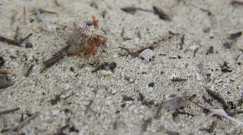Hermit crab1 Видео 29929503