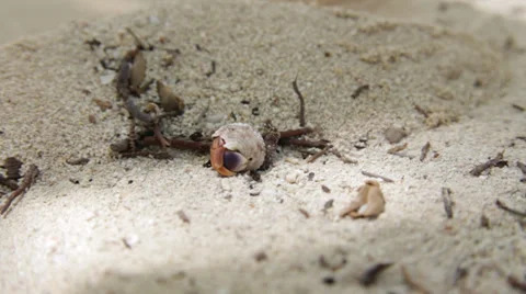 Hermit crab2 Stock Footage 29929568