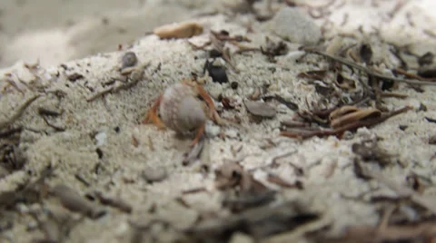 Hermit crab3 Видео 29929639