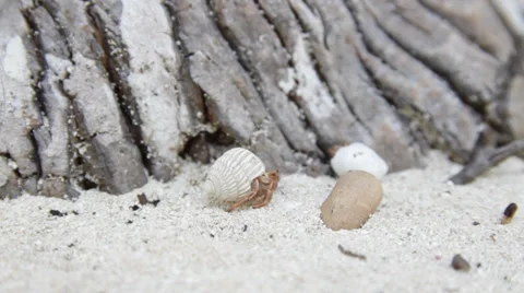 Hermit crab4 Видео 29929686