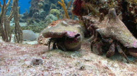 Hermit crabs 2 on Preef 1 Stock Footage 721721